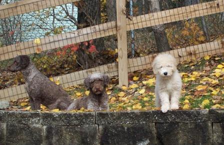 Highview Spanish Water Dogs - Ranger, Tessa, Dutch